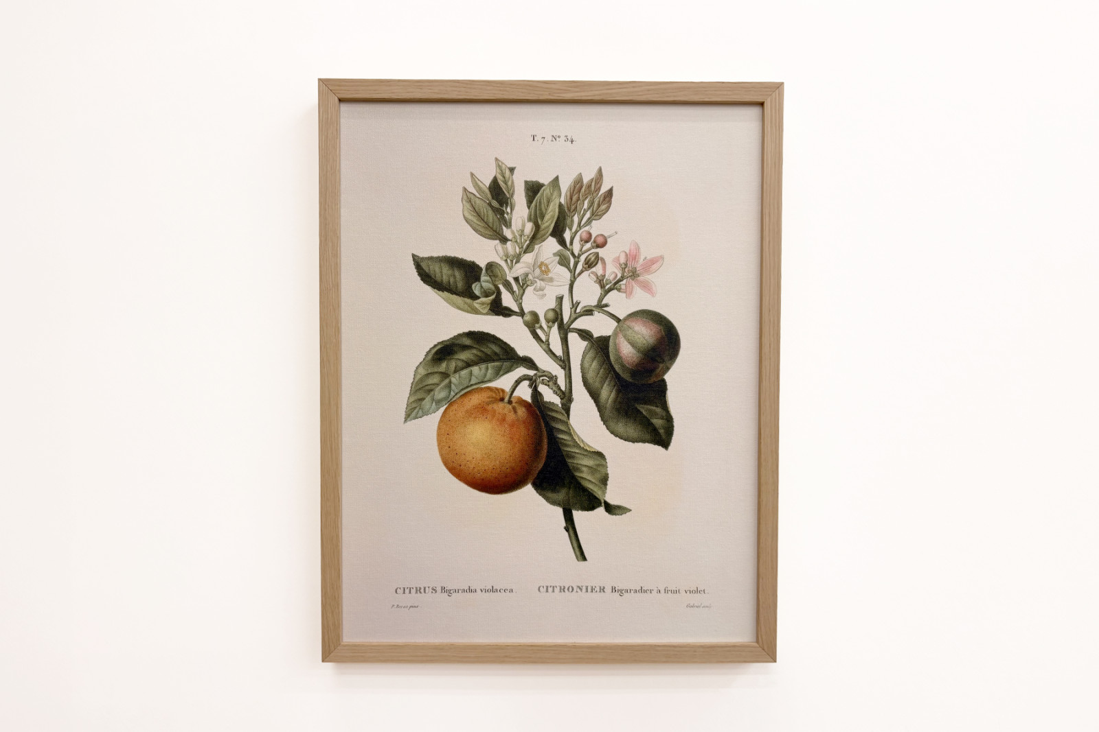 Laranja amarga (Citrus aurantium) com fruta violeta por Pierre Joseph Redoute (1759-1840) - Pierre-Joseph Redouté