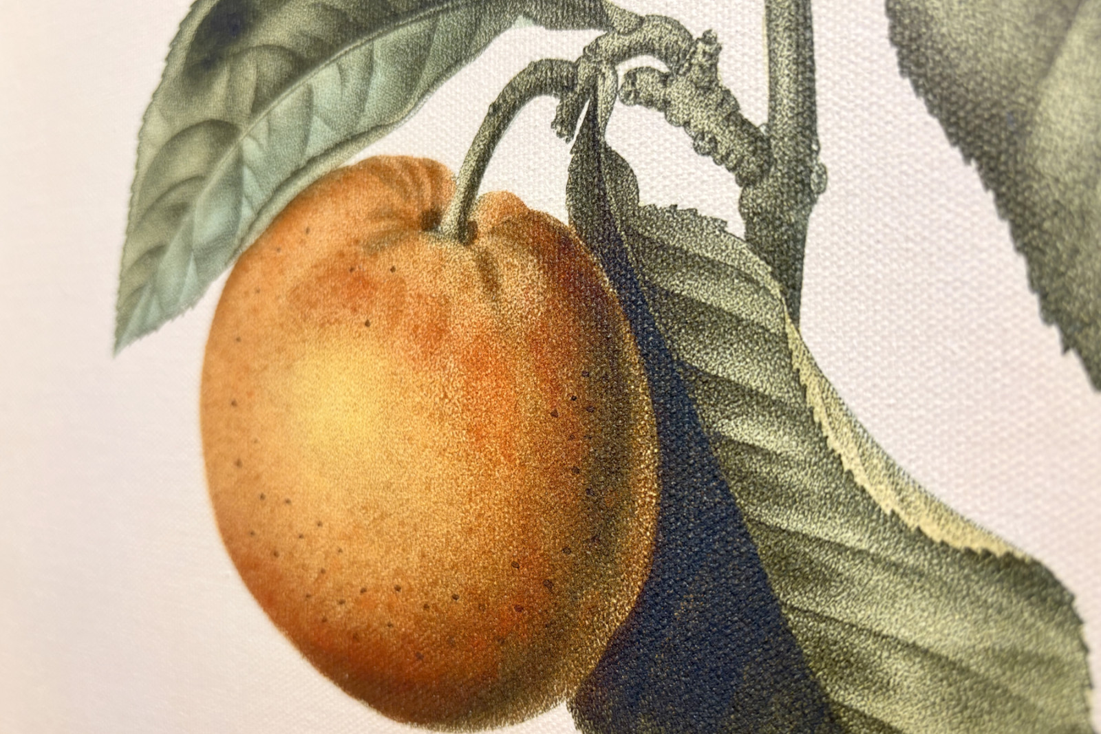 Laranja amarga (Citrus aurantium) com fruta violeta por Pierre Joseph Redoute (1759-1840) - Pierre-Joseph Redouté