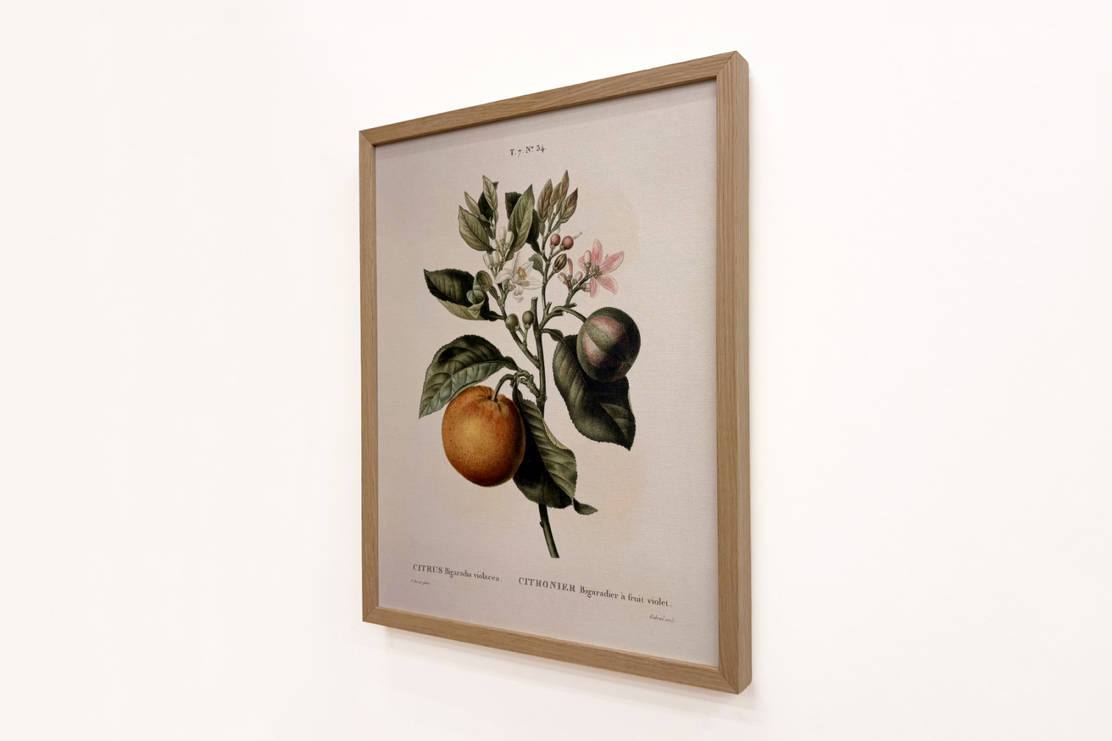 Laranja amarga (Citrus aurantium) com fruta violeta por Pierre Joseph Redoute (1759-1840) - Pierre-Joseph Redouté