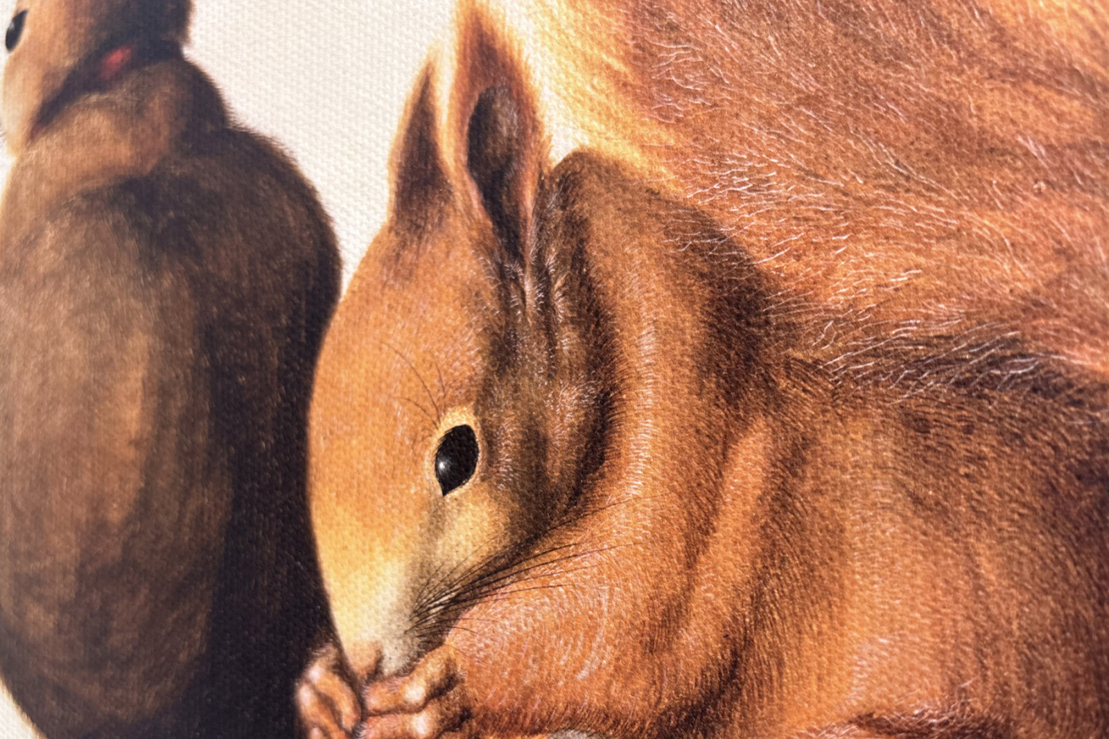 Esquilos, 1512 (tempera em pergaminho) - Albrecht Dürer