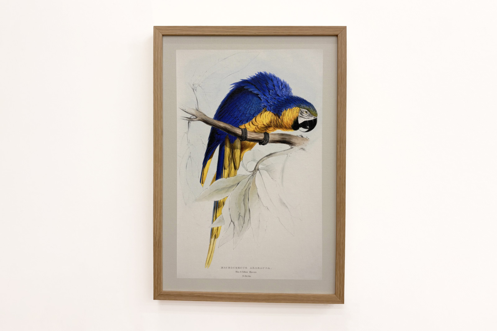 Maneiras do meio - Edward Lear