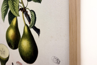Poirier - em "Nouveau Duhamel du Monceau ou traité des arbres et shrustes que le culture en France", figuras segundo os desenhos de P.J. Redoute e P. Bessa, Paris