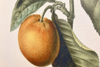 Laranja amarga (Citrus aurantium) com fruta violeta por Pierre Joseph Redoute (1759-1840)