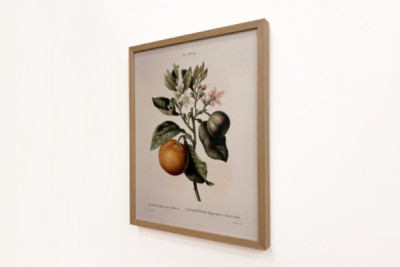 Laranja amarga (Citrus aurantium) com fruta violeta por Pierre Joseph Redoute (1759-1840)