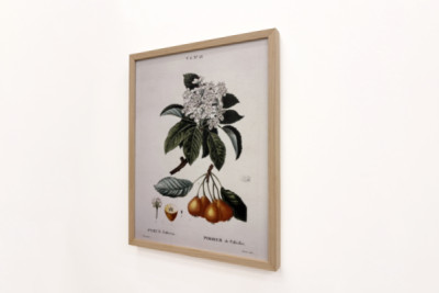 Poirier de Pollviller - em "Nouveau Duhamel du Monceau ou traité des arbres et shrustes que le culture en France", figuras segundo os desenhos de P.J. Redoute e P. Bessa, Paris