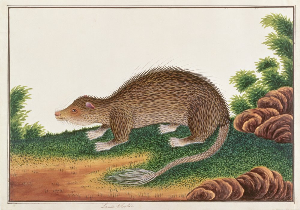 Porco-espinho-de-cauda-em-escova, de «Desenhos de animais, insetos e répteis de Malaca», c. 1805-18 de Chinese School