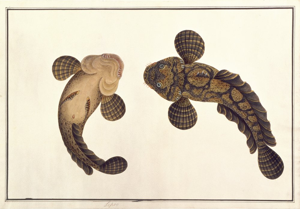 Oolur Sawa, de Desenhos de Animais, Insetos e Répteis de Malaca, c.1805-18 (wc e guache sobre papel) de Chinese School