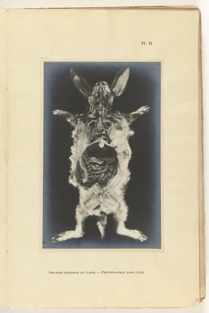 Coelho aberto com os órgãos visíveis Organes internes du lapin -Photography dans l