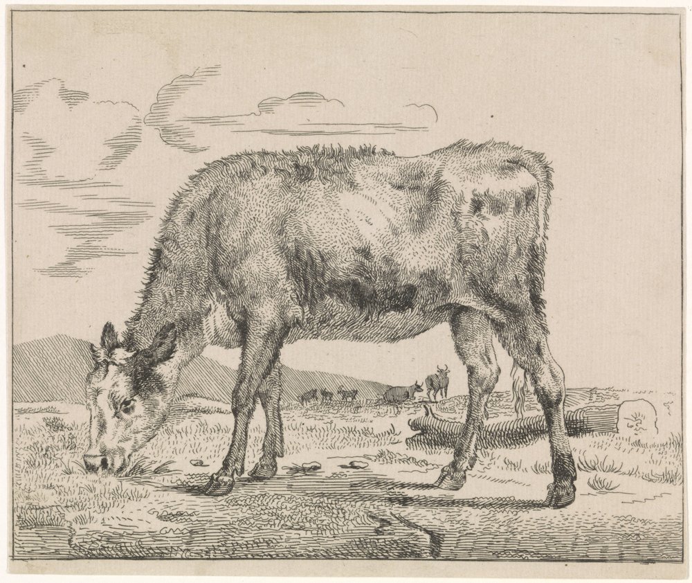 Vitelo de pasto
Bovinos (título da série) de Adriaen van de Velde