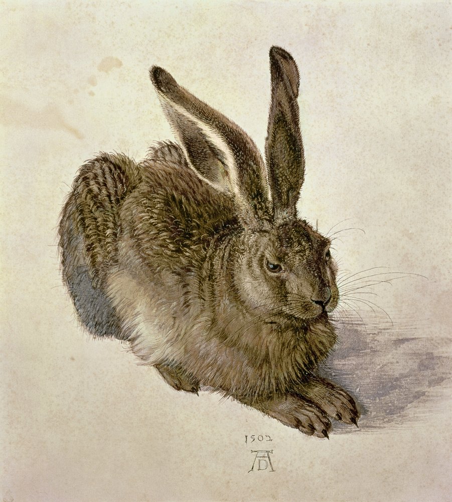Lebre jovem de Albrecht Dürer