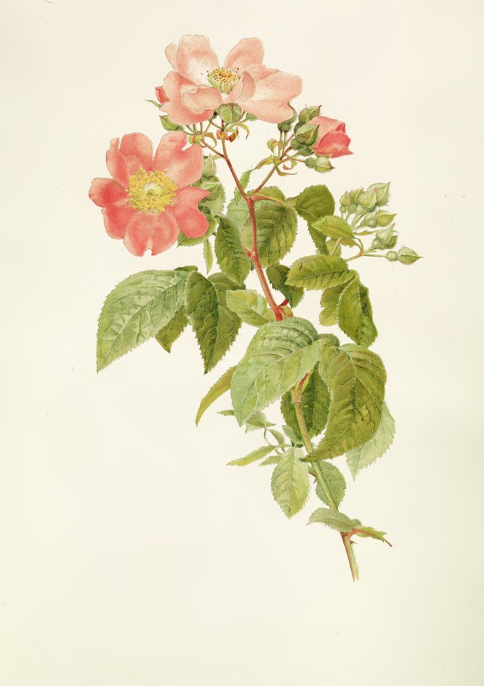 Rosa setigera (a rosa-da-pradaria), por Alfred Parsons (1847-1920) de Alfred Parsons