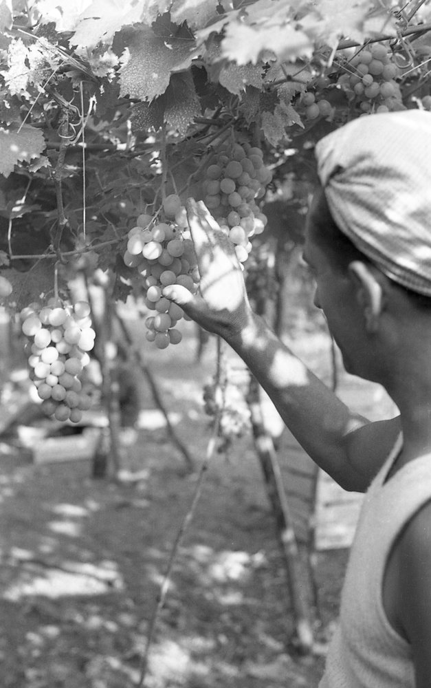 UVAS AMARGAS - A RAINHA NA PÉRGULA de Ando Gilardi