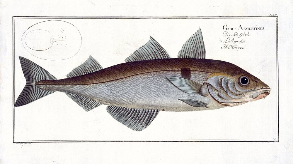 Arinca (Gadus Aeglefinus) plano LXII de &39;Ictiologia, ou história natural geral e particular dos peixes&39;, por Marcus Elieser Bloch (1723-99), publicado c.1785-99 de Andreas-Ludwig Kruger