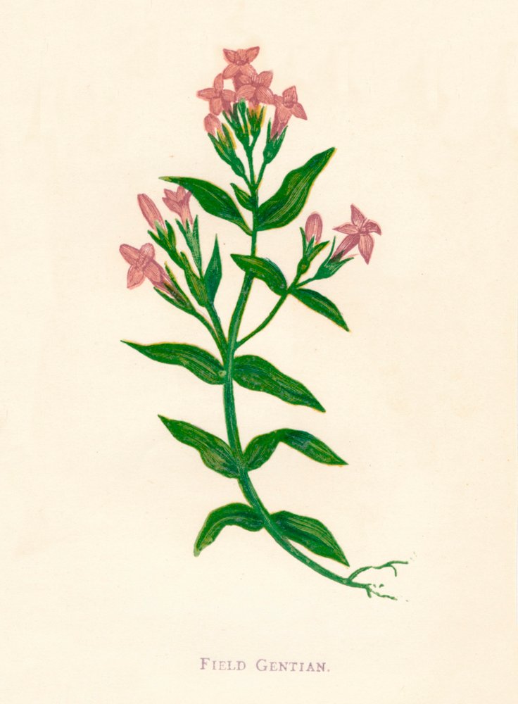 Genciana de campo, c1891, 1891 de Anne Pratt