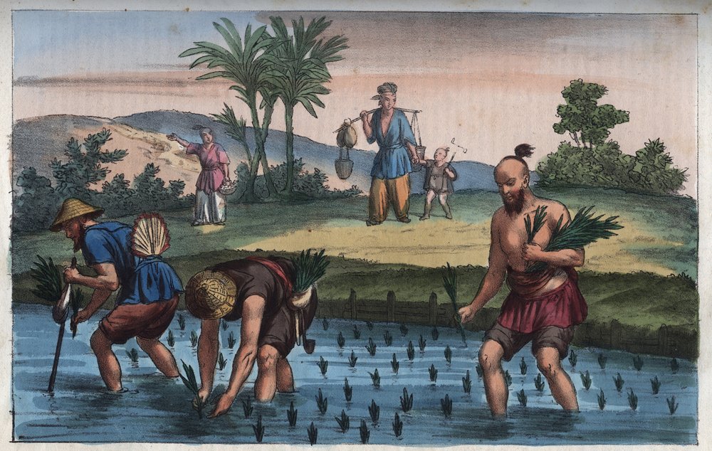 Plantação de arroz, China (o arroz) - gravura de «Usi e Costumi di Tutti i Popoli dell
