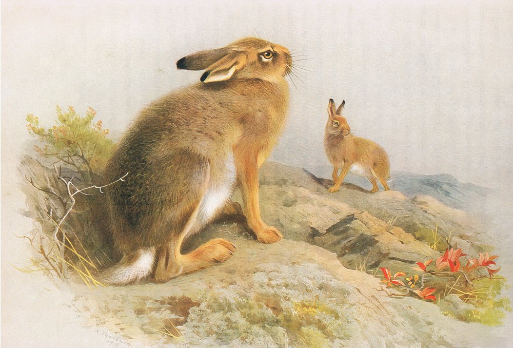 The Mountain Hare e o Irish Hare no outono, da Thorburns Mammals, publicado por Longmans and Co, c. 1920 de Archibald Thorburn