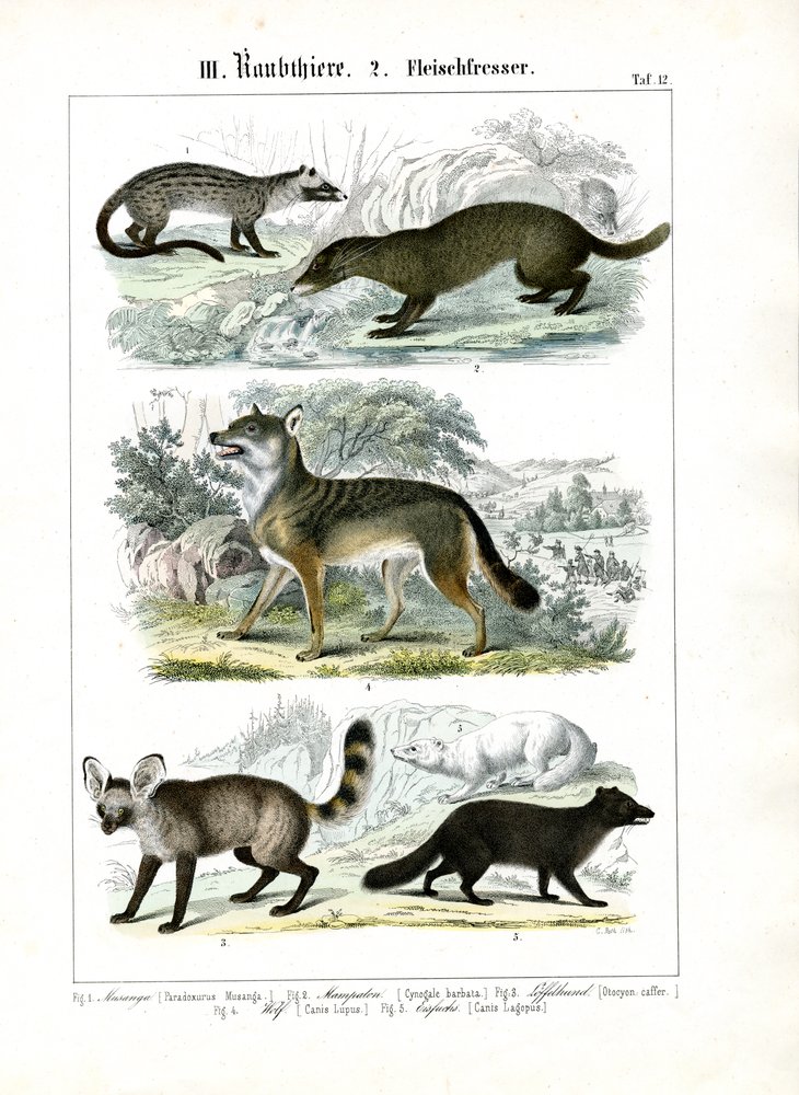 Carnívoros da família dos canídeos e mustelídeos de C. Roth