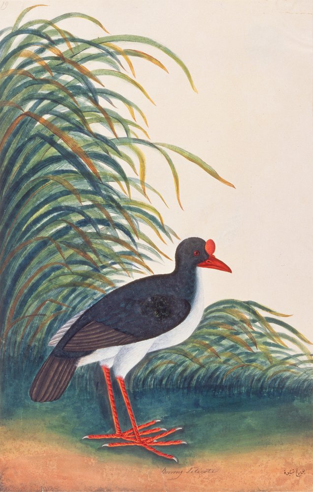 Oystercatcher Eurasian, dos desenhos dos pássaros de Malacca, c.1805-18 (wc no papel) de Chinese School
