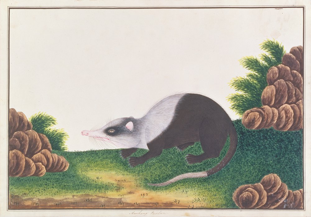 Moonrat, de Desenhos de Animais, Insetos e Répteis de Malaca, c.1805-18 (wc e guache sobre papel) de Chinese School