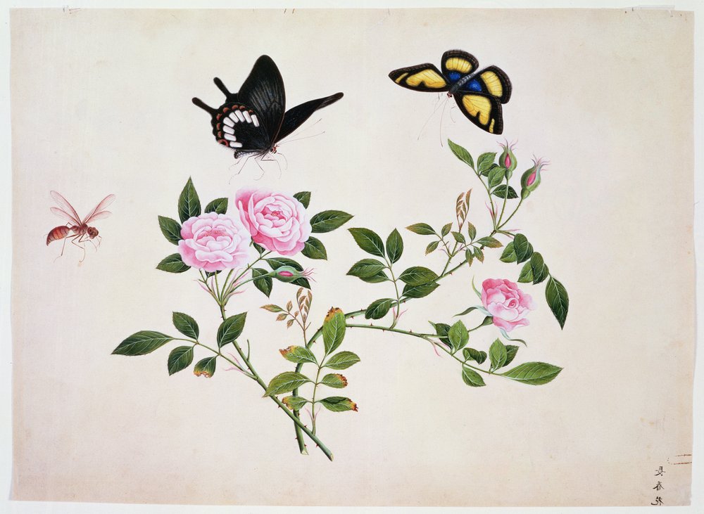 PD.273-1973 Rosas em botão e em flor com borboletas e insectos de Chinese School
