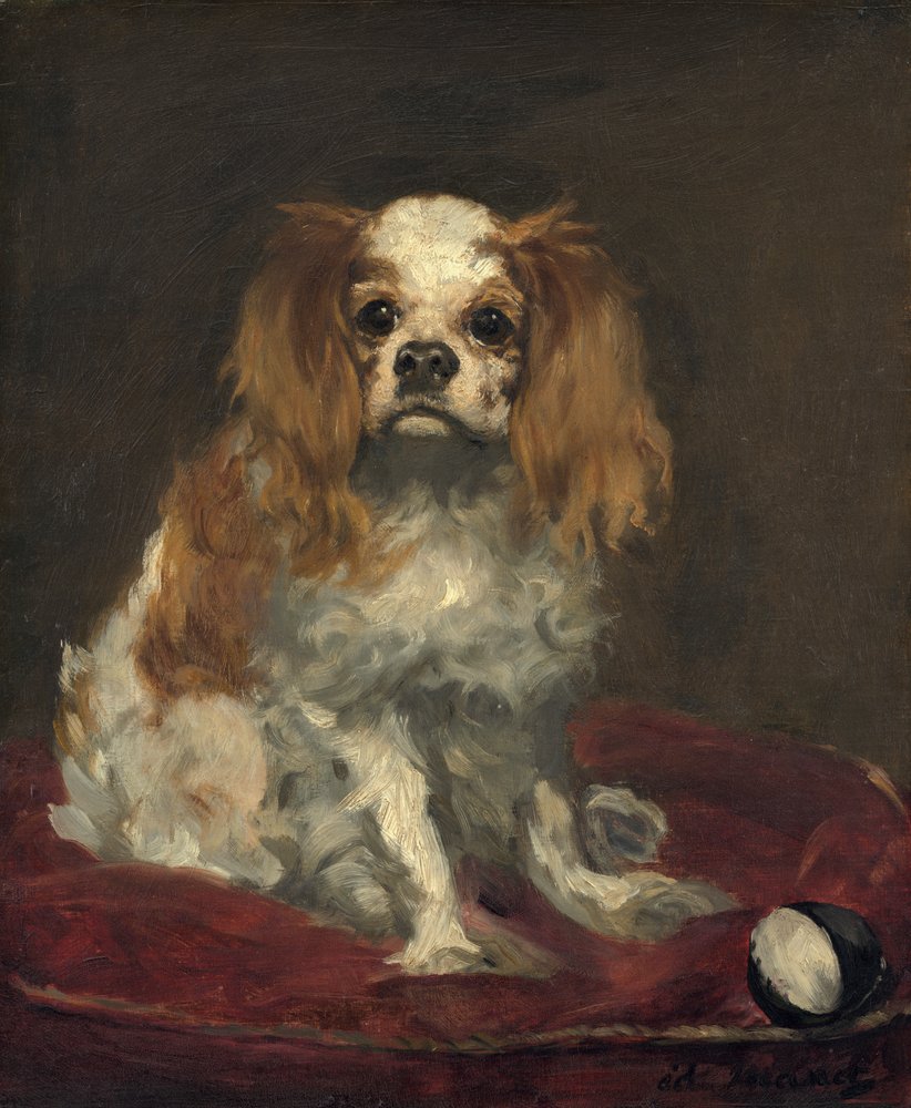 A King Charles Spaniel, c.1866 (óleo sobre linho) de Édouard Manet