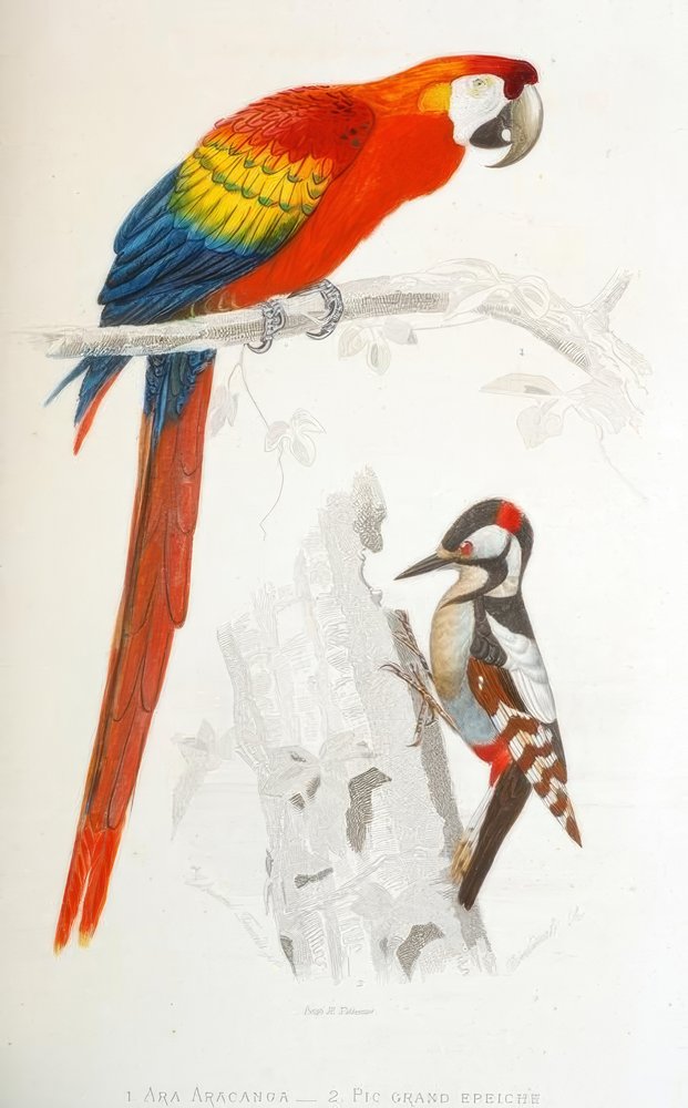 1. Agora Aracanga. 2. Ótimos horários de pico de Edouard Travies