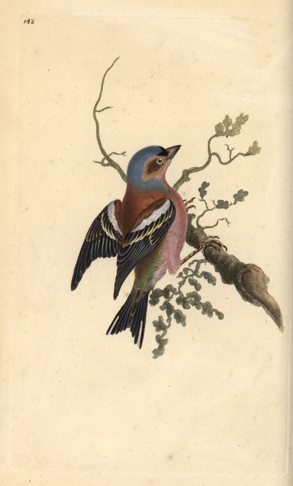 Tentilhão-comum, Fringilla coelebs. Placa de cobre colorida à mão desenhada e gravada por Edward Donovan a partir de sua própria "Natural History of British Birds", Londres. de Edward Donovan