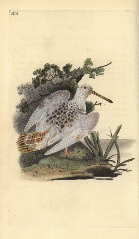 Galinhola-eurasiática de patas brancas, Scolopax rusticola. Gravura em cobre colorida à mão, desenhada e gravada por Edward Donovan da sua própria „Natural History of British Birds“, Londres de Edward Donovan