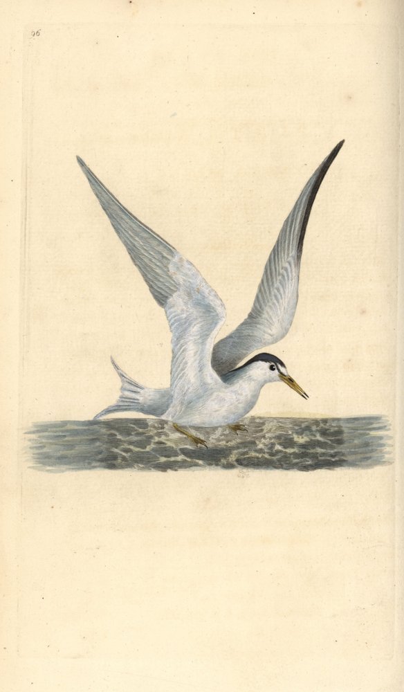 Pequena ou pequena andorinha-do-mar, Sternula albifrons. Placa de cobre colorida à mão, desenhada e gravada por Edward Donovan a partir de sua própria "Natural History of British Birds", Londres. de Edward Donovan