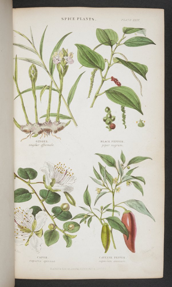Plantas Especiarias, de 