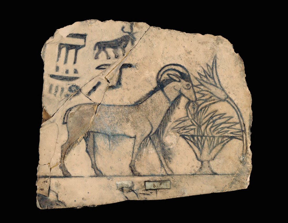 Ostracon com desenho de um carneiro ... de Erich Lessing