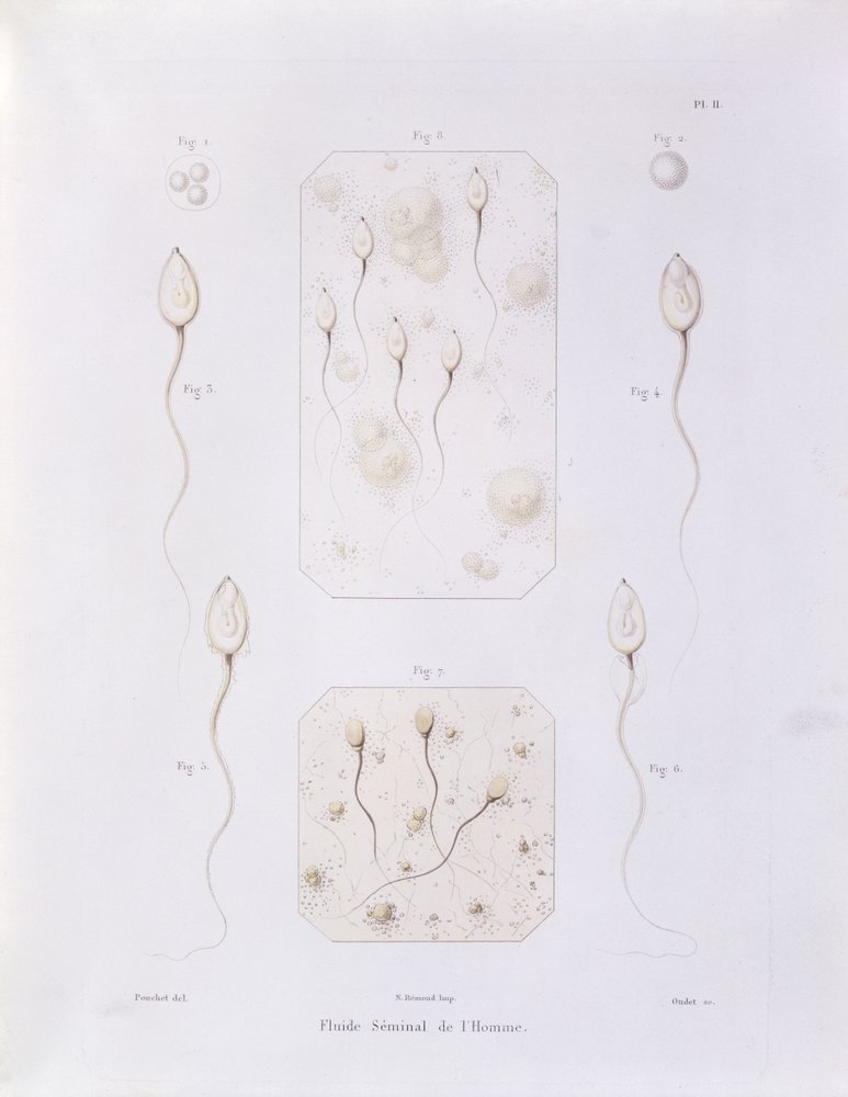 Fluido seminal, da Teoria Positiva do Envolvimento Espontâneo e Fechamento de Mamíferos e das Espécies Humanas por Pouchet de Felix-Archimede (1800-72) gravado por Oudet, Paris, 1847 de Felix-Archimede Pouchet