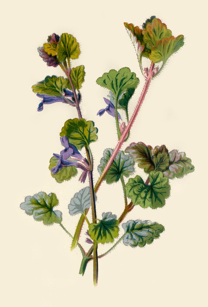 Ivy à terra, 1877. de Frederick Edward Hulme