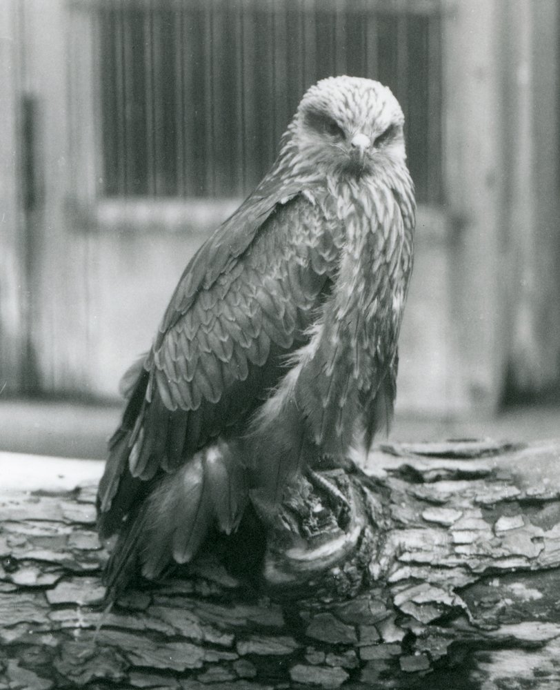 Um milhafre-preto a descansar num tronco, Jardim Zoológico de Londres, agosto de 1926 de Frederick William Bond