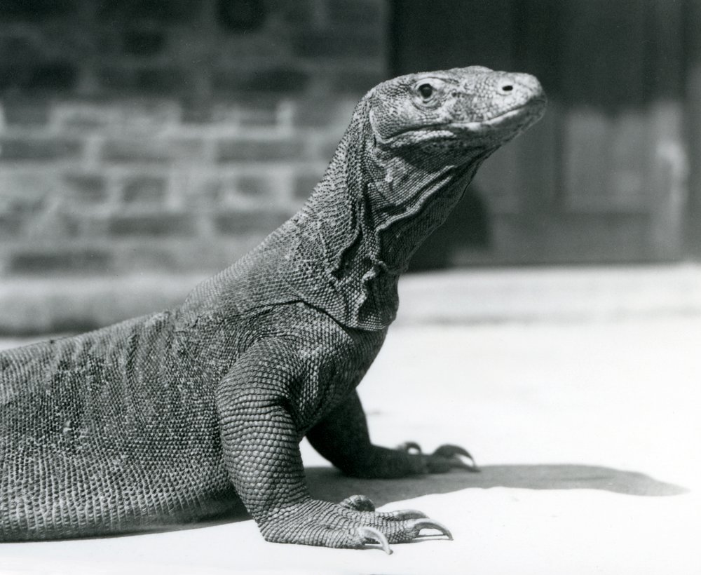 Um dragão-de-komodo no Zoológico de Londres em agosto de 1928 (foto a p/b) de Frederick William Bond