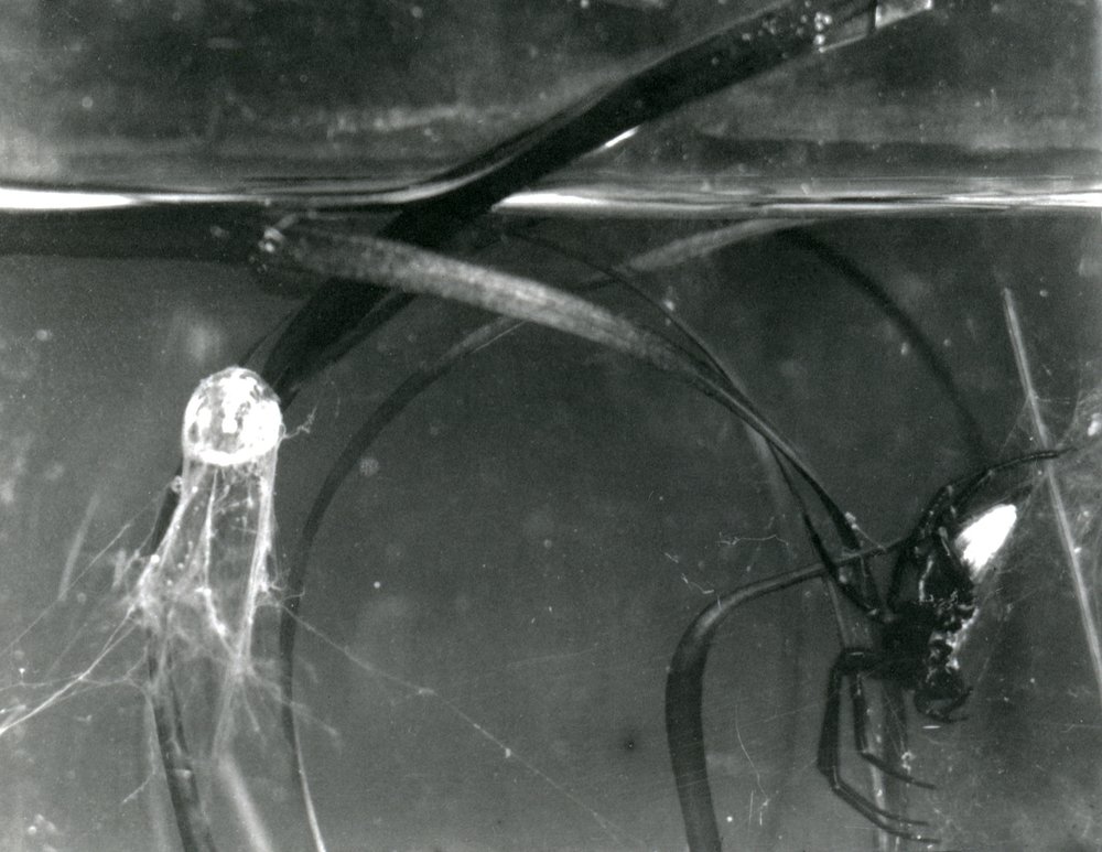 Uma aranha da água e seu sino de ar debaixo d&39;água, zoológico de Londres, outubro de 1925 de Frederick William Bond