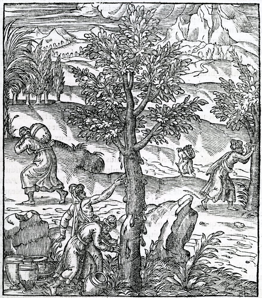 Coleta de incenso de pinheiros, ilustração da Cosmographie Universelle, de Andre de Thevet, 1575 de French School