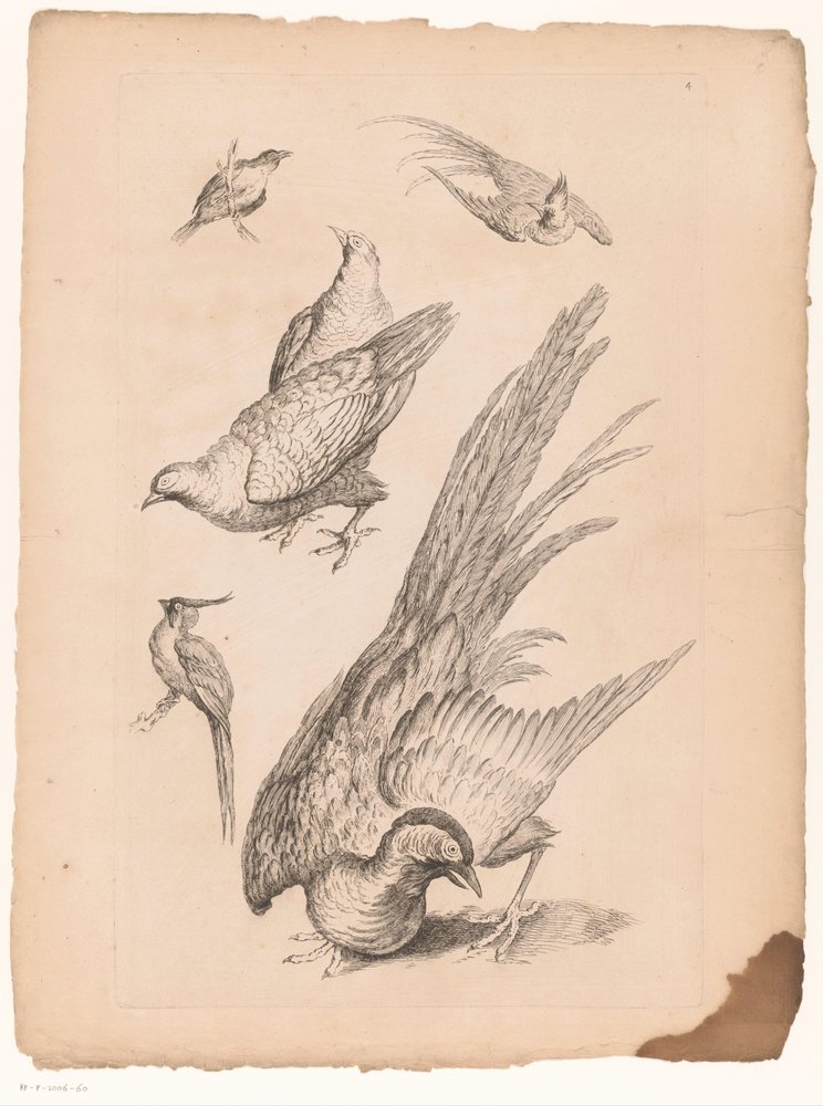 Zes vogais chineses
Verschillende vogels chineses (título da série)
Livro das diferentes espécies de aves da China (título da série) de Gabriel Huquier (attributed to)