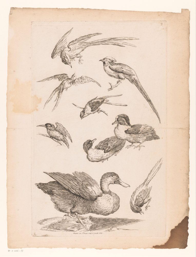 Nove aves chinesas, incluindo patos, um martim-pescador e possivelmente aves do paraíso
Várias aves chinesas (título da série)
Livre des differentes éspeces d