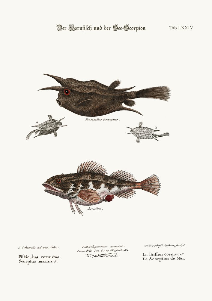 O peixe com chifres e o escorpião marinho, 1749-73 de George Edwards