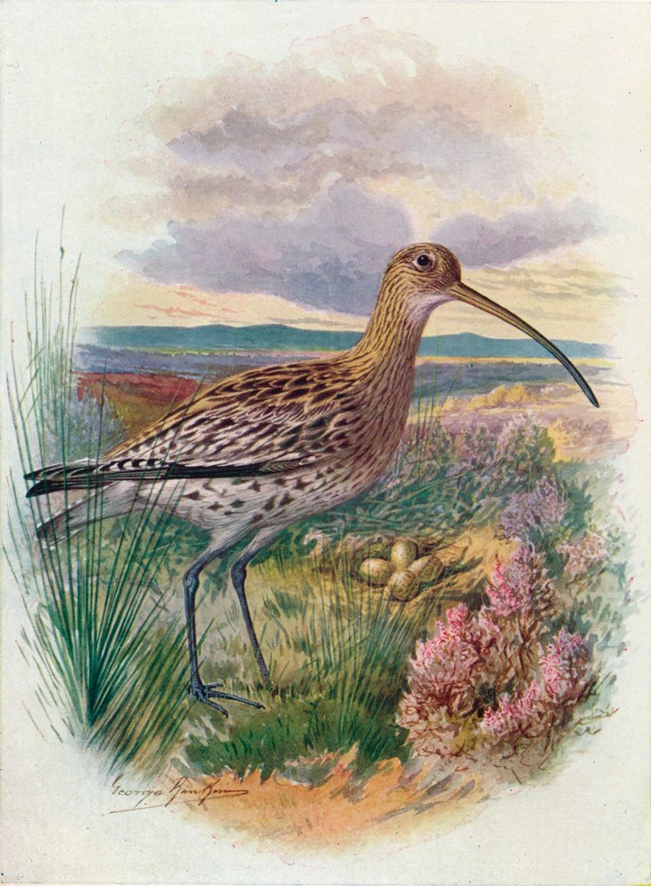 Maçarico real - Numenius arquata, c1910, 1910 de George James Rankin