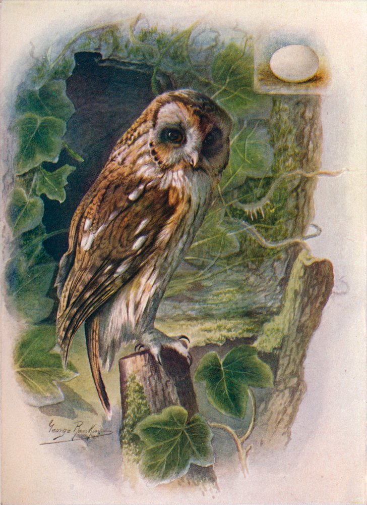 Coruja ocre ou marrom - Syrnium aluco, c1910, 1910 de George James Rankin