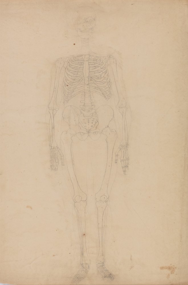 Uma exposição anatómica comparativa da estrutura do corpo humano com a de um tigre e de uma ave comum: Esqueleto humano, vista anterior de George Stubbs