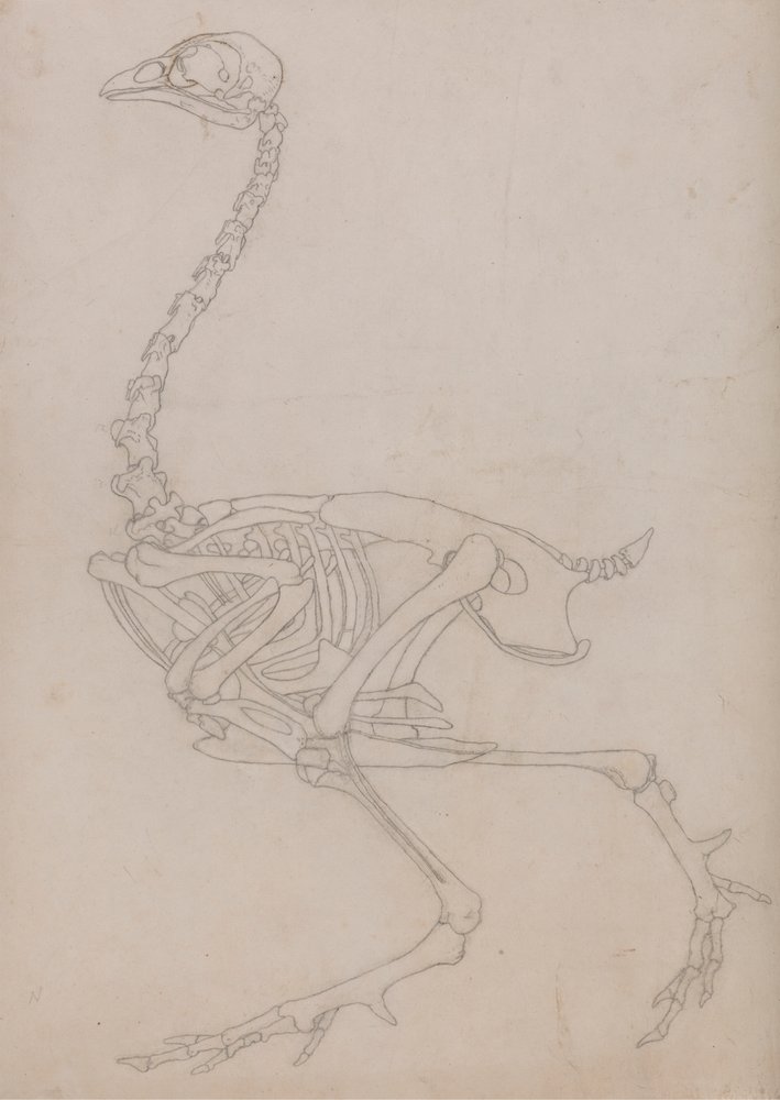 Esqueleto de galinha, Vista Lateral (Esboço do esqueleto preparado para o figura chave da Tabela V) de George Stubbs