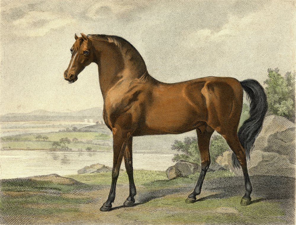 Warren Hastings Arabian de George Stubbs
