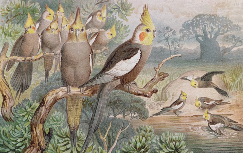Kockatiel, prato da Vida Animal de Brehm: Conhecimentos Gerais do Reino Animal, vol.5, p.60, publicado pelo Instituto Bibliográfico, 1892 de German School