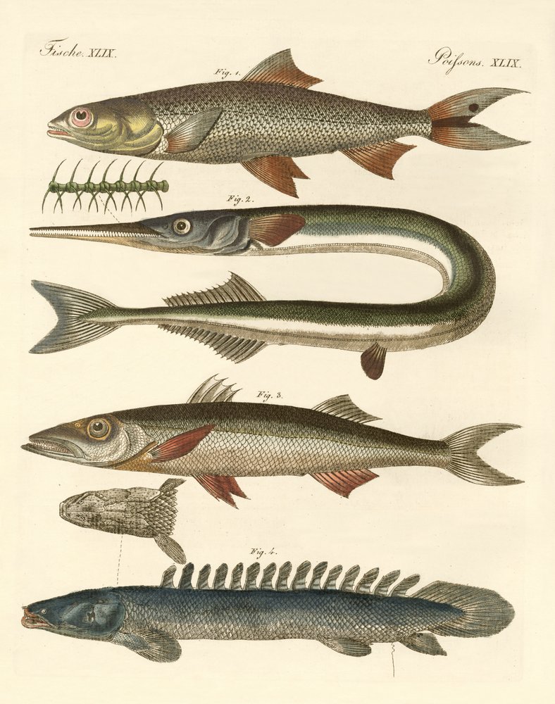 Peixe estranho (gravura colorida) de German School