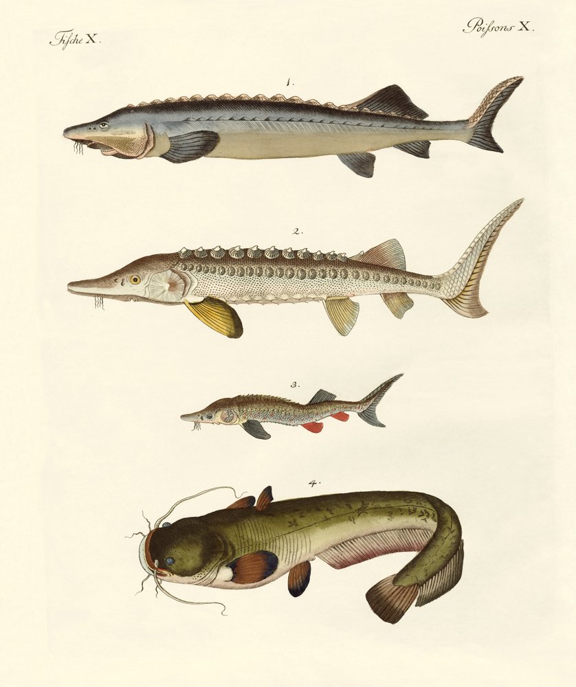 Peixe rio estranho de German School