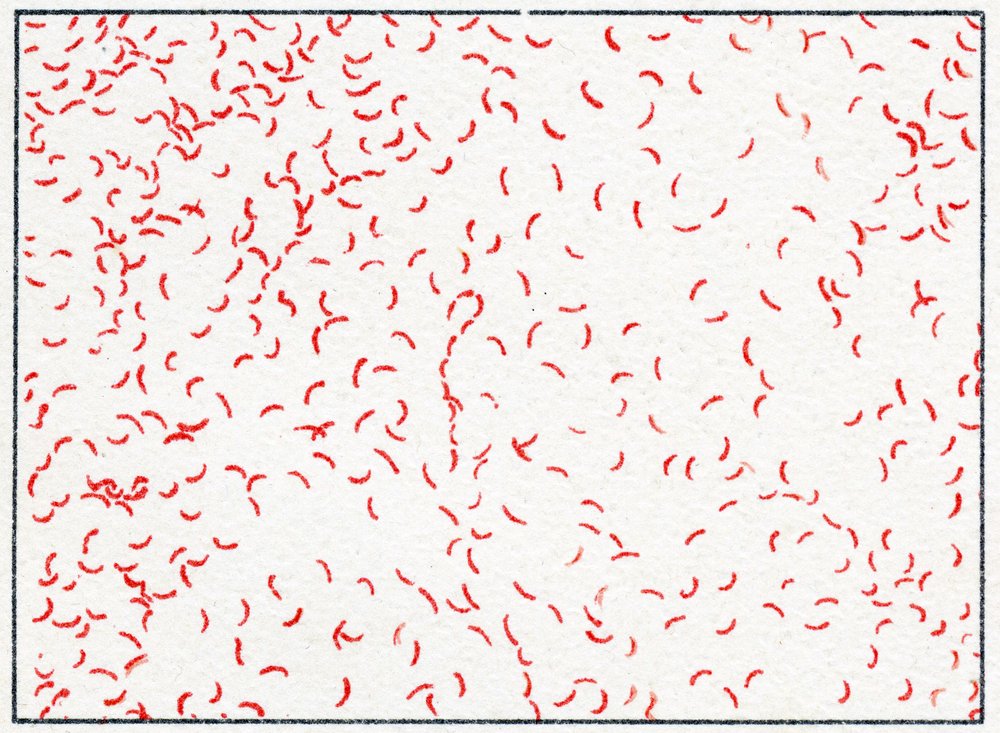 bactéria Vibrio cholerae c.1890 (cromolitografia colorida) de German School