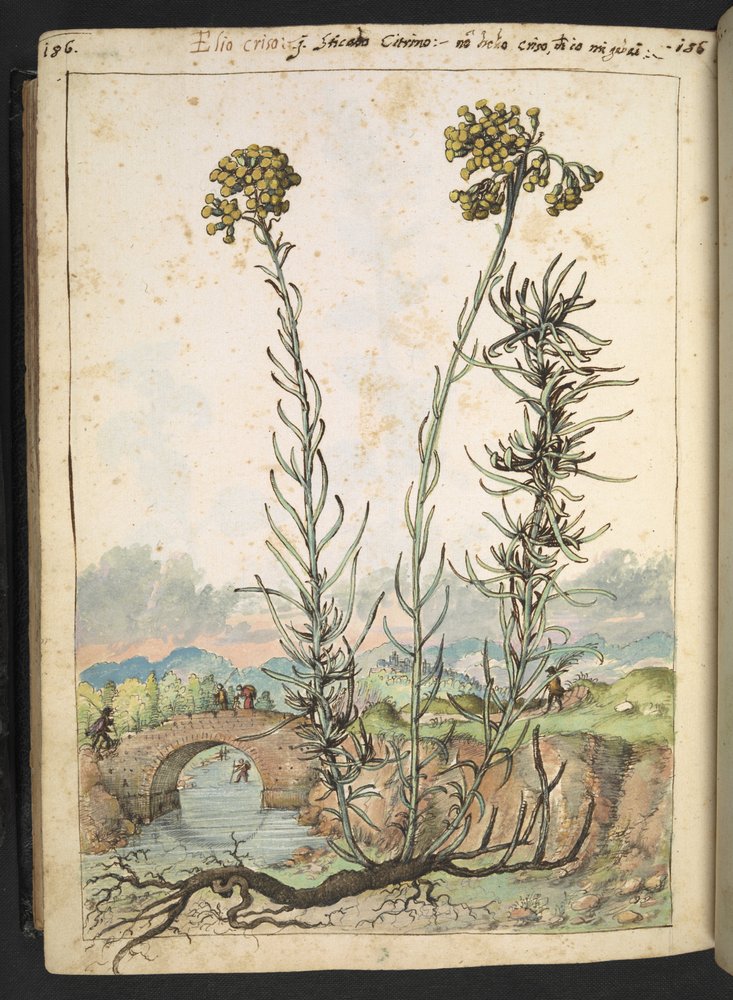Helichrysum italicum: uma planta com botões amarelos, de "Pinturas da Flora dos Estados Romanos" de Gherardo Cibo, Acrescentar MS 22333, f176v, c.1564-84 (aquarela e guache sobre papel) de Gherardo Cibo